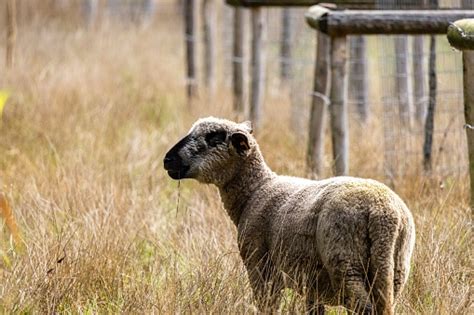 Sheep Standing On The Tall Grasses Stock Photo Download Image Now