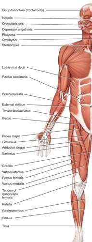 Chapter 11 Muscular System Flashcards Quizlet