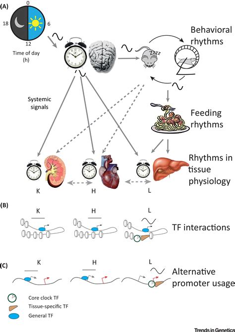 Rhythms Of The Genome Circadian Dynamics From Chromatin Topology