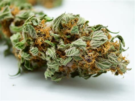 Pink Kush Strain - Your One-Stop Strain for Relaxation | Buy Low Green