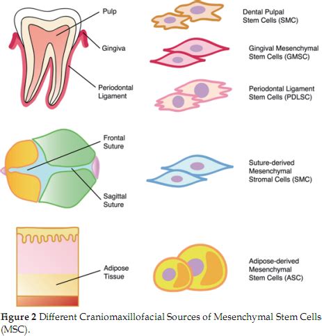 Craniomaxillofacial Sources Of Mesenchymal Stem Cells A Brief Review