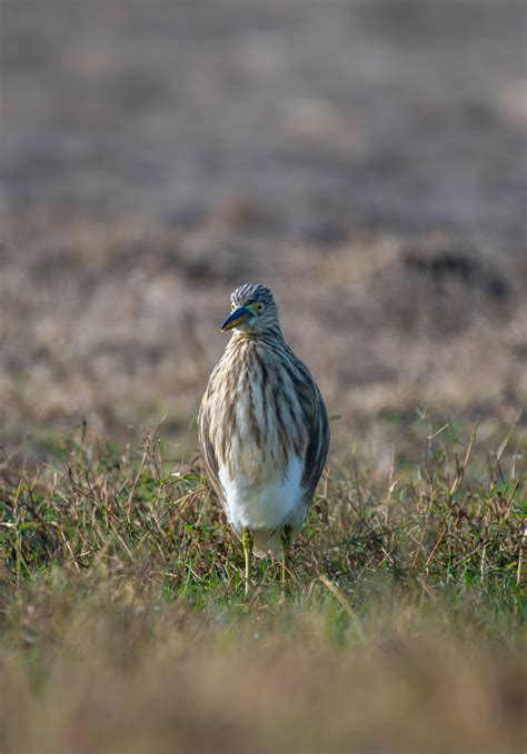 Indian Pond Heron Photos, Download The BEST Free Indian Pond Heron Stock Photos & HD Images