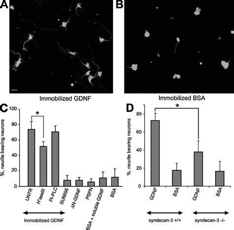 Immobilized Gdnf Induces Neurite Outgrowth In Rat Embryonic Hippocampal