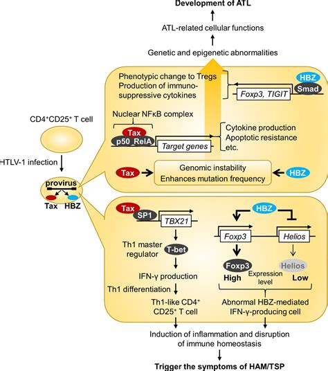 Frontiers Current Perspectives In Human T Cell Leukemia Virus Type