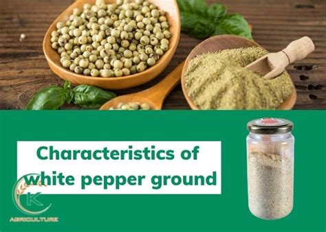 All things about white pepper ground