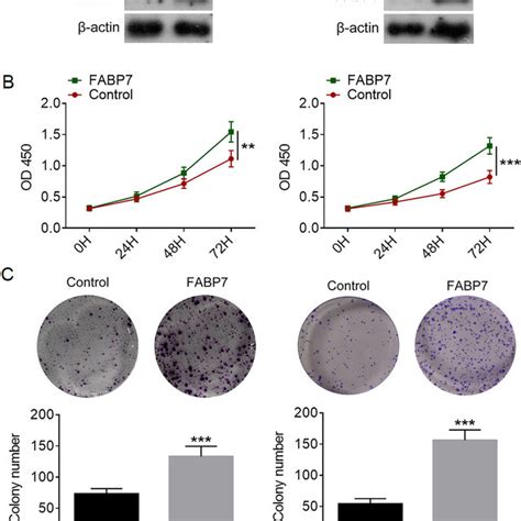 Fabp Over Expression Promotes Cc Cell Proliferation And Colony