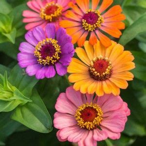 Zinnia Forecast Sommarblommor Fr Er Flower Seeds Blomfr Er