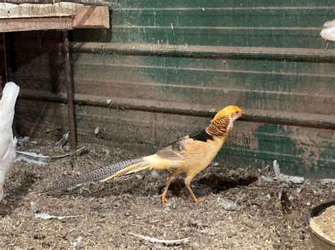 Ornamental Pheasants Rare Pheasant Chicks Cackle Hatchery®