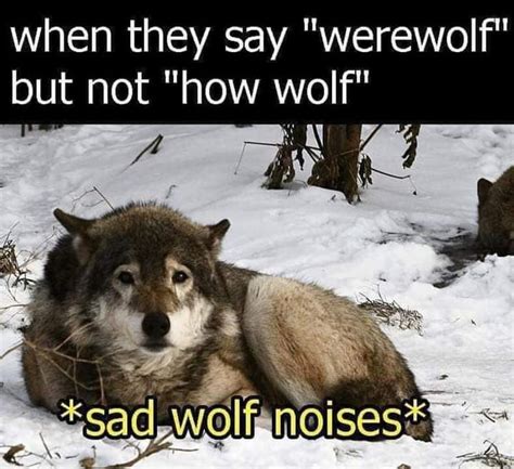 Why Wolf 9GAG