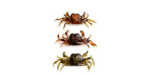 Soft Crab Bait Fishing Lure at Best Price in Shanghai | Shanghai Sizhen Trading Co.,ltd