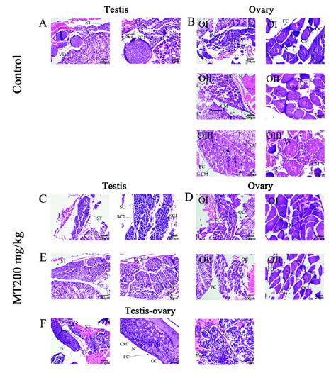 Histological Sections Of A Male Prawn Testis In The Control B