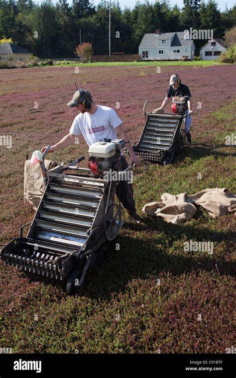 Men operating a cranberry harvesting machines in cranberry bog Stock Photo - Alamy