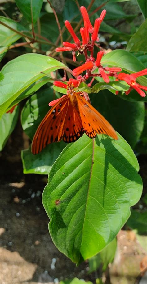 Dione Vanillae Incarnata From Guayacan La Lomita Palenque Chis