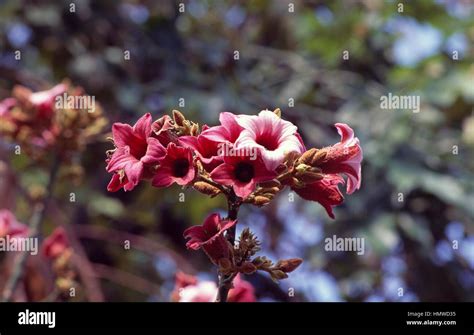 Brachychiton Discolor Hi Res Stock Photography And Images Alamy