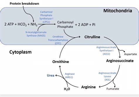 The Urea Cycle In Hepatocytes Converts Ammonia To Urea Through A Series