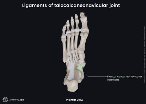 Talocalcaneonavicular Joint Encyclopedia Anatomyapp Learn