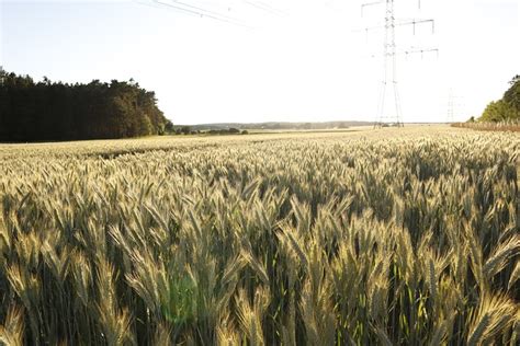 Ladang Jagung Lapangan Ucapan Foto Gratis Di Pixabay Pixabay