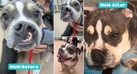 Molé’s Miracle | Animal Specialty & Emergency Center of Brevard