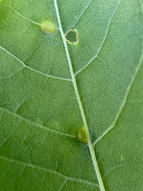 Maryland Biodiversity Project Ash Bead Gall Mite Aceria Fraxini