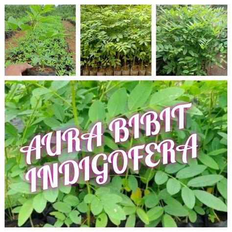 Jual Bibit Indigofera Pakan Ternak Buat Kambing Dan Ternak Lainnnya