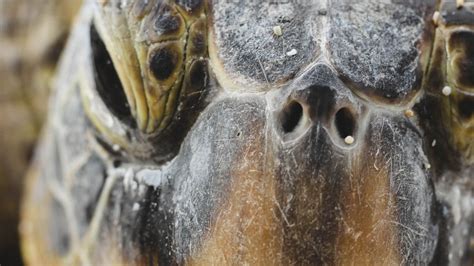 turtle face wallpapers  hd turtle face backgrounds  wallpaperbat