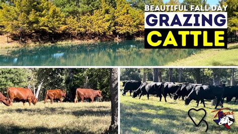 Beautiful Fall Day Grazing Cattle Regenerative Ranching Youtube