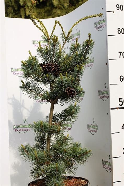 Pinus Parv Negishi C Bioritmus Hu