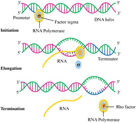 Protein Synthesis Dna Transcription Dna Translation Gene