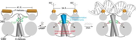 Structural Basis For Camp Mediated Allosteric Control Of The Catabolite