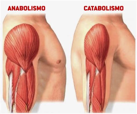 Qual A Diferen A Entre Catabolismo E Anabolismo