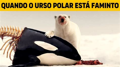 Quando Uma Orca Encontra Um URSO POLAR FAMINTO YouTube