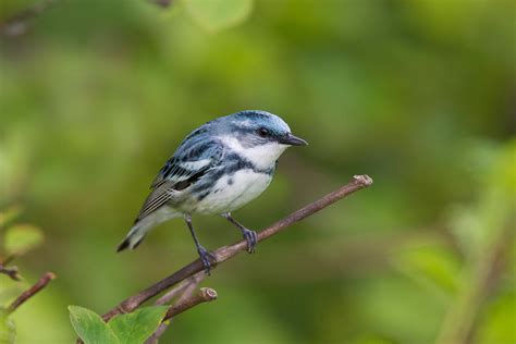 Cerulean Warbler Dendroica Cerulea Photograph By James Zipp Fine Art