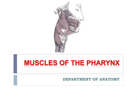 Muscles Of The Pharynx Ppt