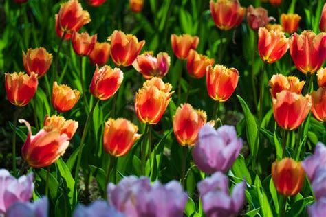 鬱金香 Images – Browse 933 Stock Photos, Vectors, and Video | Adobe Stock