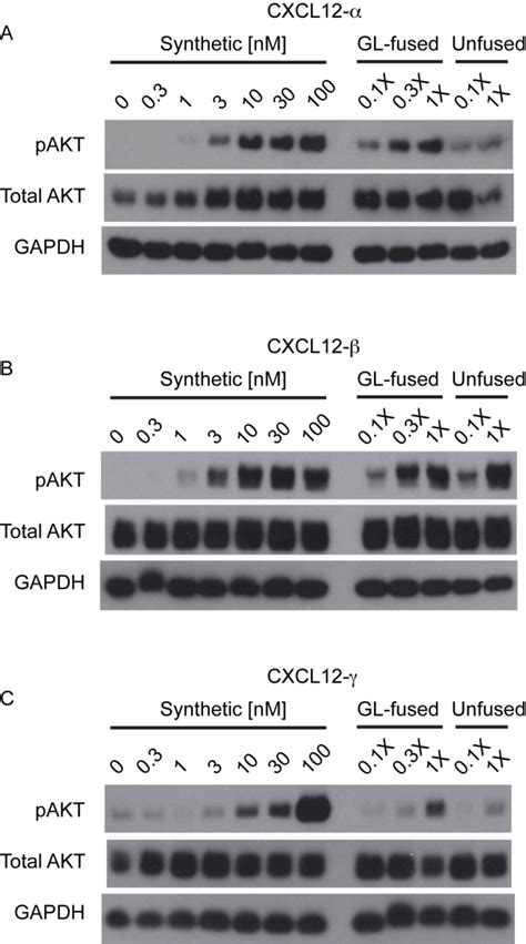 Figure S5 Cxcl12 Isoform Induction Of Akt Phosphorylation A C Download Scientific Diagram