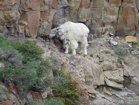 Yellowstone National Park Mountain Goat PICRYL Public Domain Media