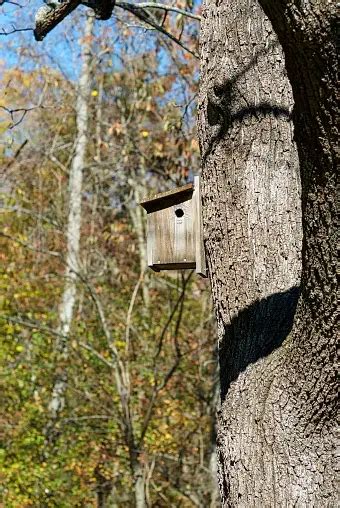 Flying Squirrel Pictures | Download Free Images on Unsplash