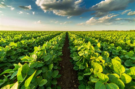 Meet The Team Agronomic Crops Alabama Cooperative Extension System