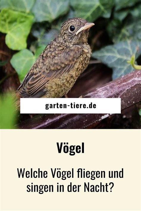 Nachtaktive Vögel diese Vögel singen nachts Vögel im garten Vögel