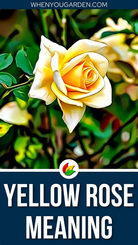 Yellow Rose Meaning and Symbolism - WhenYouGarden.com