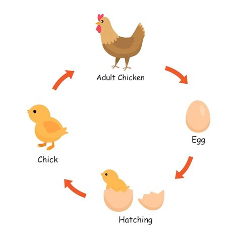 Um Diagrama Do Ciclo De Vida Da Galinha Desde A Incuba O De Ovos At