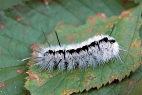 Fuzzy Caterpillar Poisonous