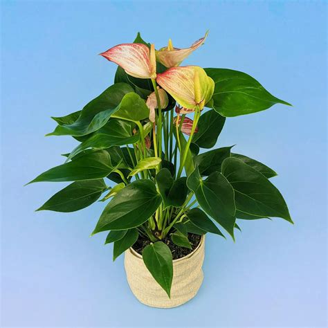 Антуриум Ливиум Ред 14/50 – купить в Москве недорого с доставкой – Plantis