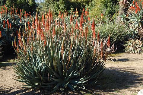 Torch Aloe Aloe Arborescens In Orange County Ca California Ca At