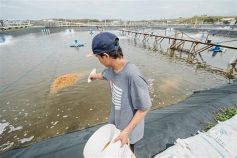 Elements Of Vannamei Shrimp Farm Management You Need To Know