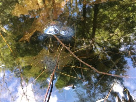 Spotted Salamander Eggs Nature Up North