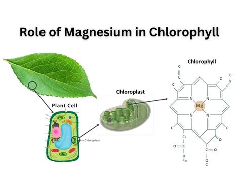 Is Magnesium Good For Plants The Comprehensive Answer InHousePlant