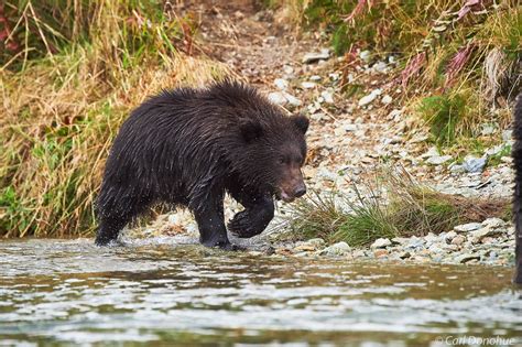 Brown bear cub photo | Katmai National Park and Preserve | Carl Donohue ...