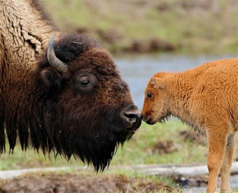 bison  biggest animals kingdom
