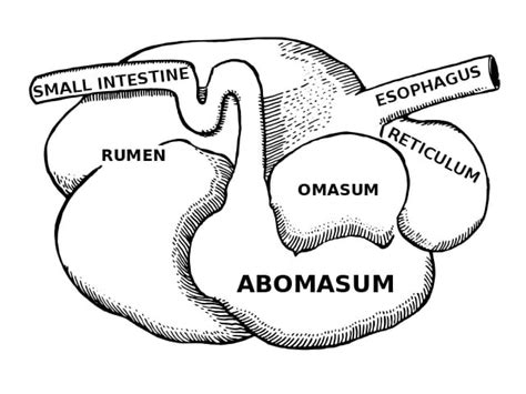 Primary Consumer Definition And Examples Biology Dictionary